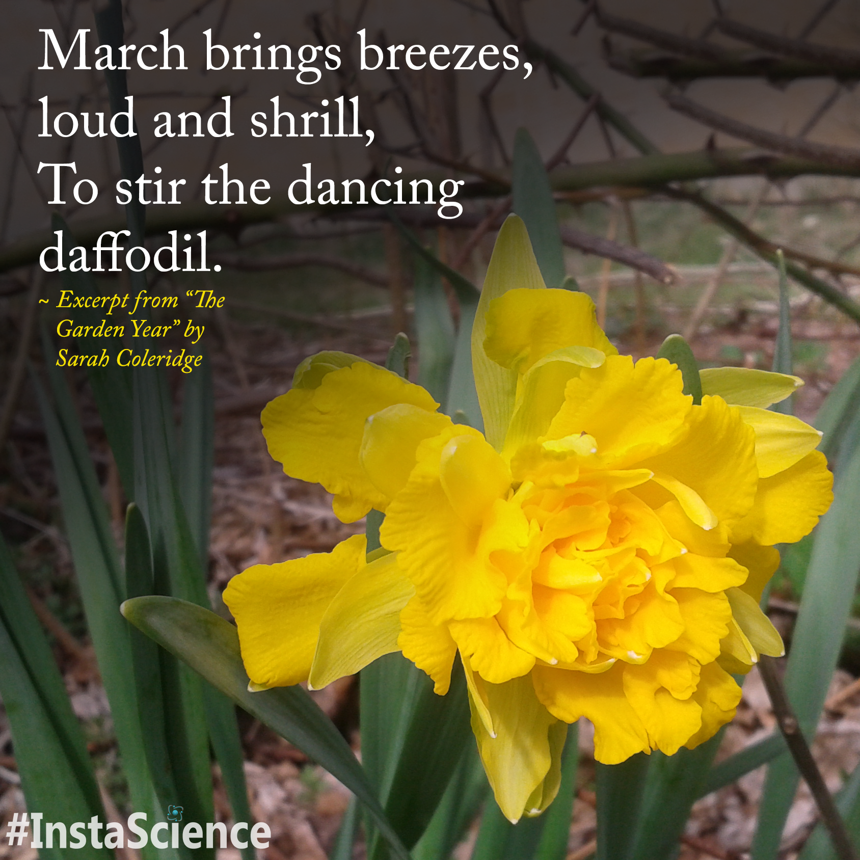 The Iconic Daffodil - A Dazzling Sign That Spring Is Replacing Winter