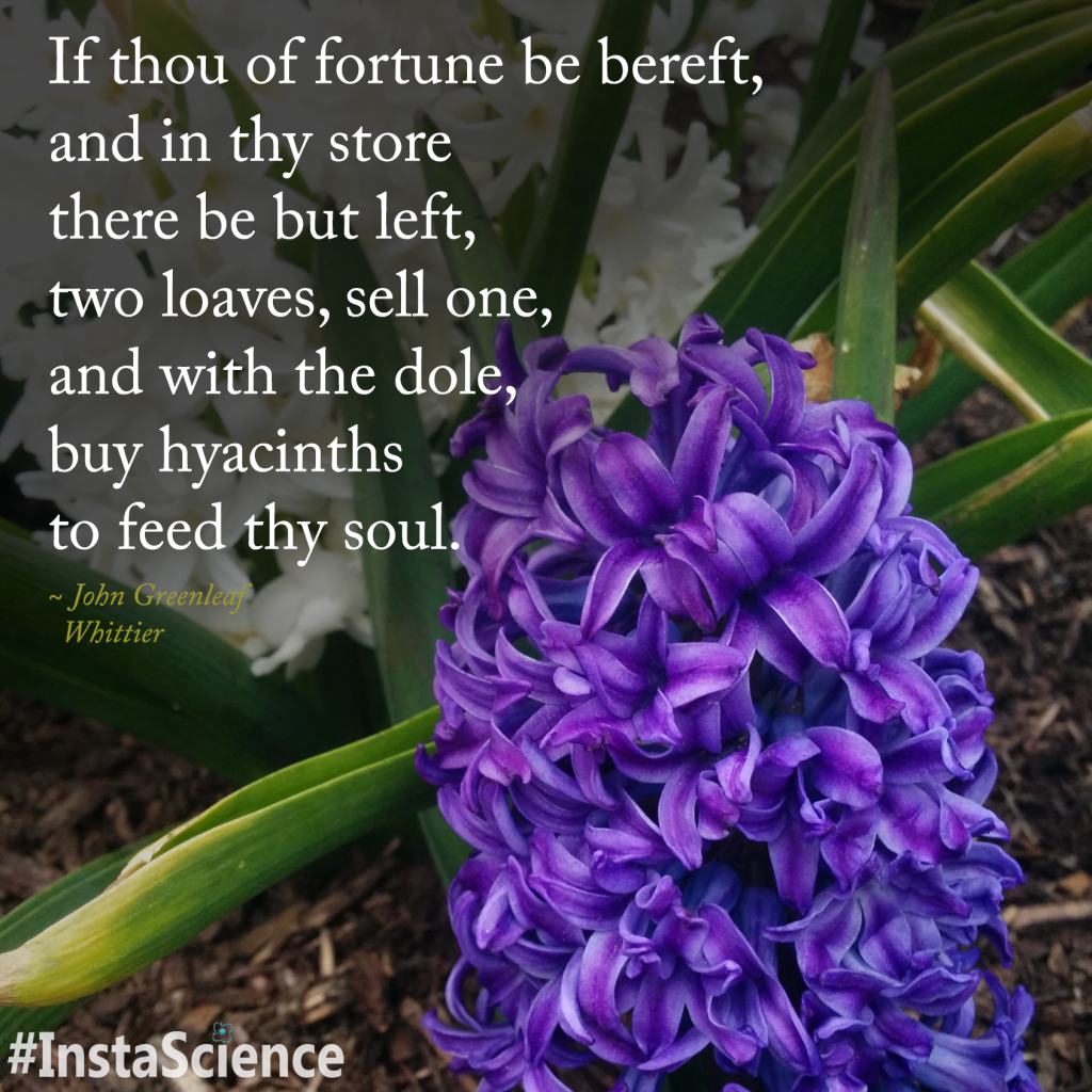 hyacinth poem
