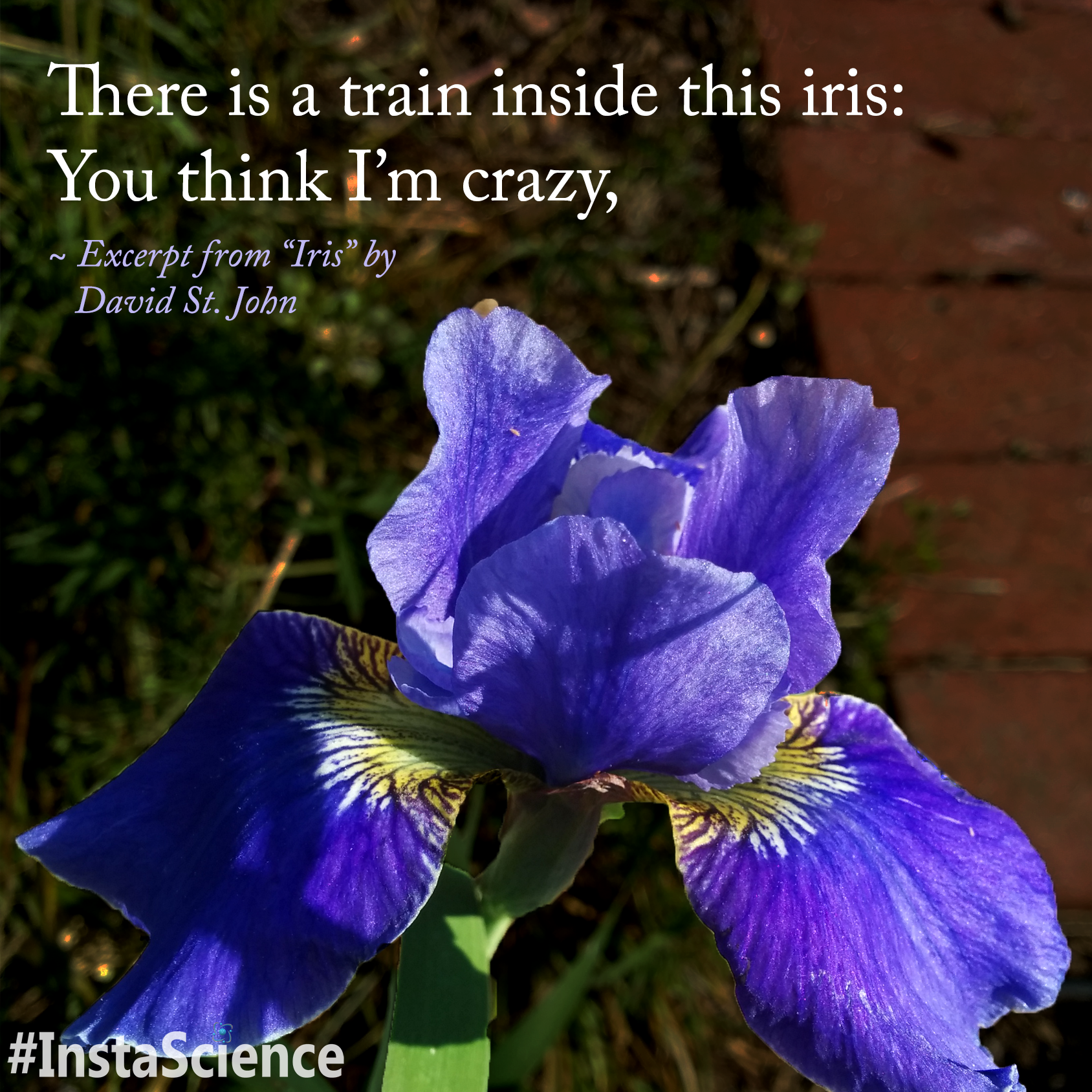 “Iris” by David St. John 