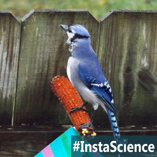 Learn about Blue Jay in an instant with this information, activity, and free printable!
