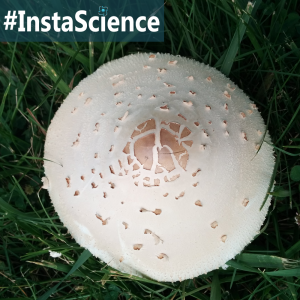 The fungus that resembles a vintage shade umbrella – the parasol mushroom